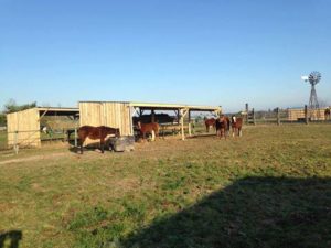 King S Valley Quarter Horses4 300x225