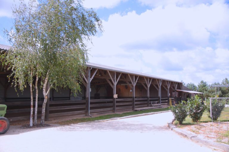 King S Valley Quarter Horses5 768x512