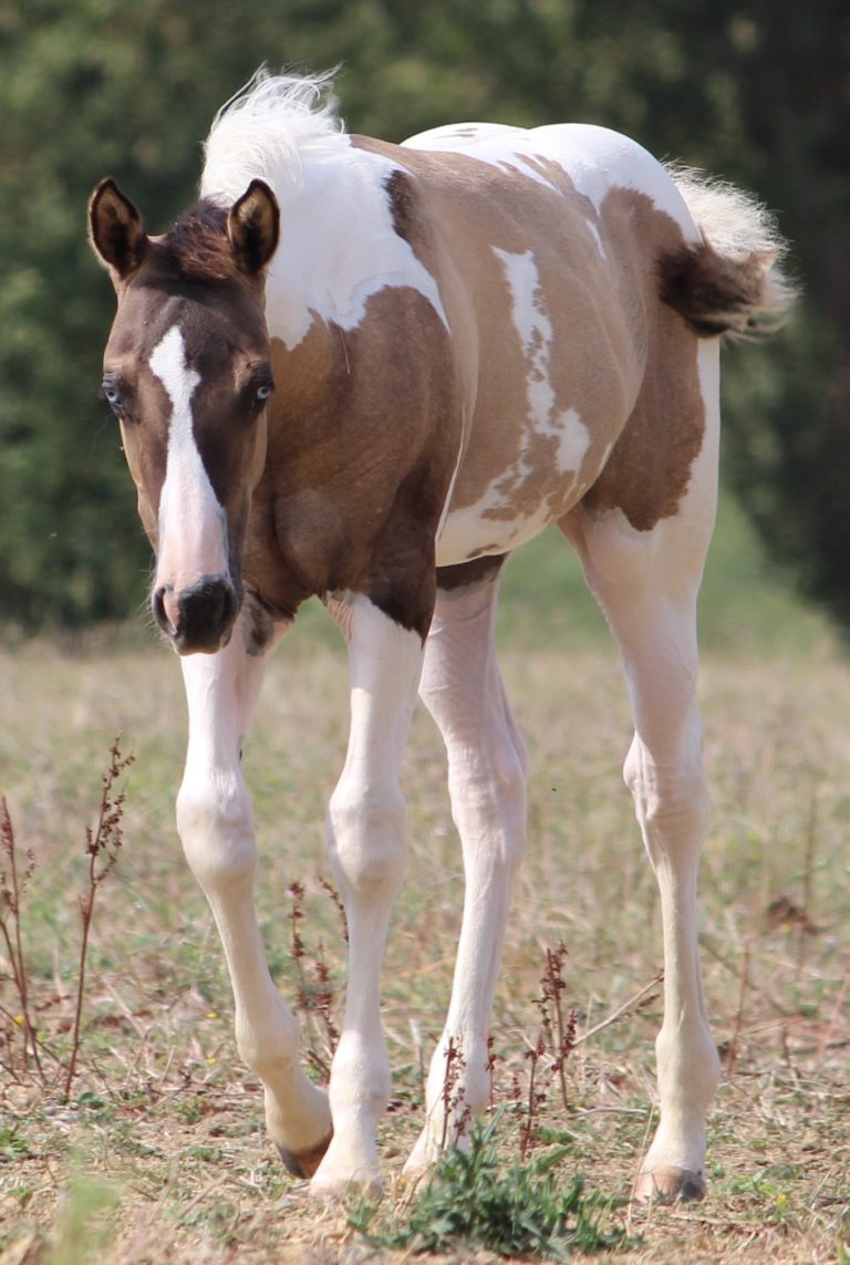 paint horse passion img2 768x1143