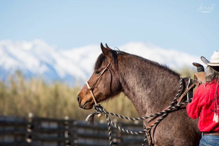 ranchcowsense img 768x512