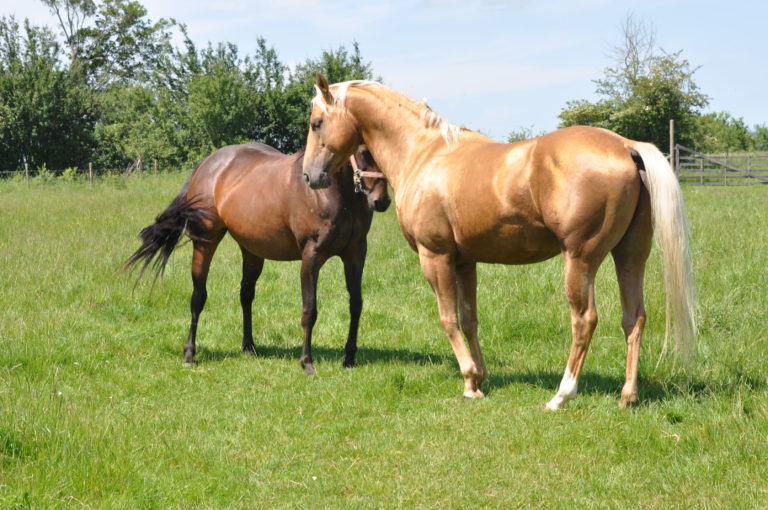 thomas ranch img1 768x510