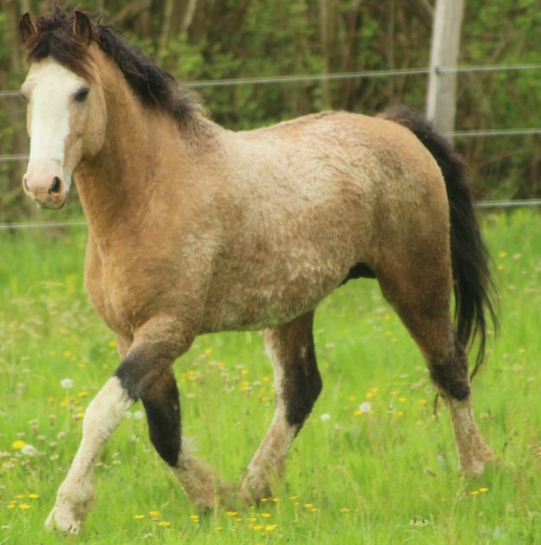 Elevage DAmerican Curly Edacurly img 768x773