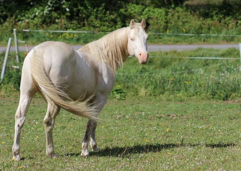 MHWestRanch img1 768x546