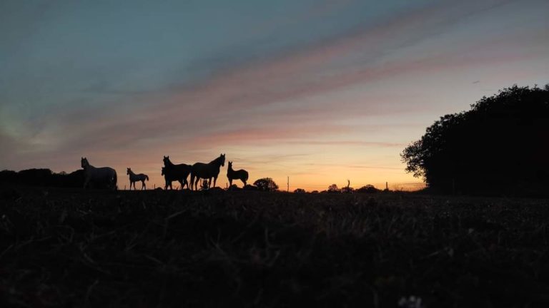 MHWestRanch img2 768x432