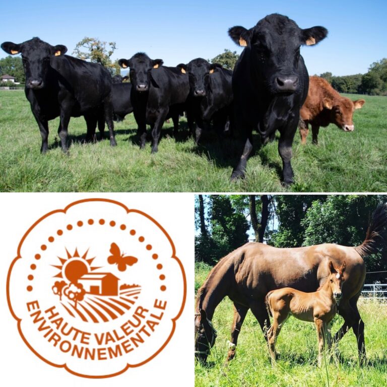 1B1F21FD 2DD8 437D 9A0B 30EBF9D81DC5 d469b6772ffc3ce2c78a529f2862ca3e 768x768