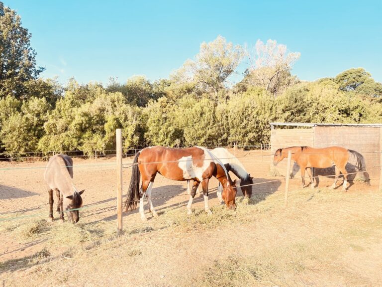 CF104012 5BAF 4126 A77E DA561D5FC9E0 879c68ce30bd22d0c8771e98568be5c0 768x576