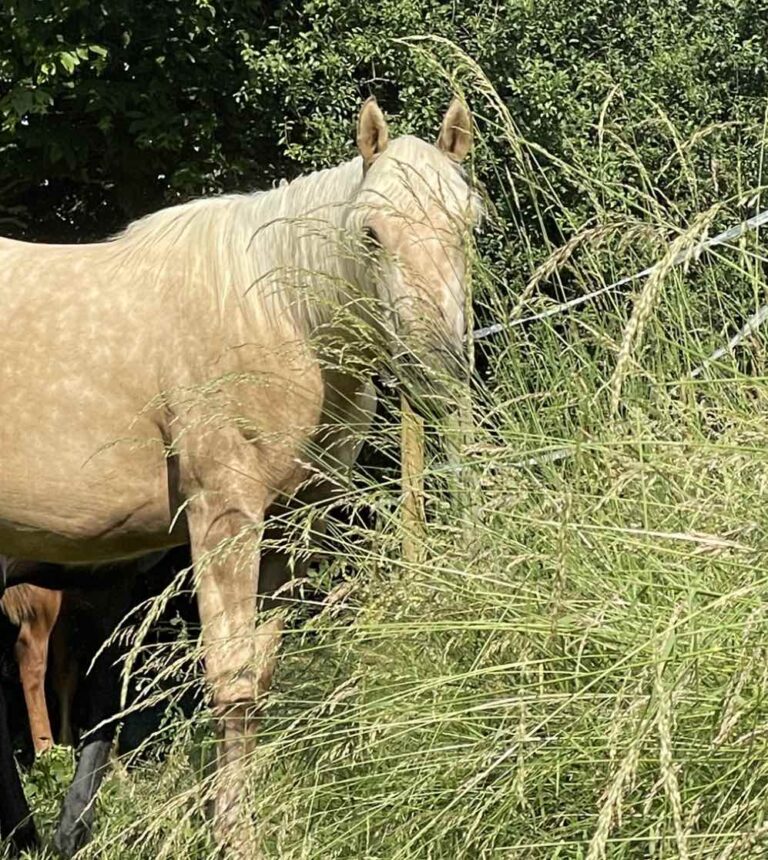 bb 6499fa995f3347745cf70421968cdaa8 768x860