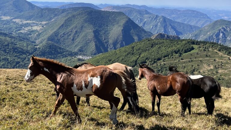 IMG 1988 9948072bb3adde4b09e195185e8a75e2 768x432