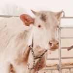 Avatar de l’utilisateur/utilisatrice