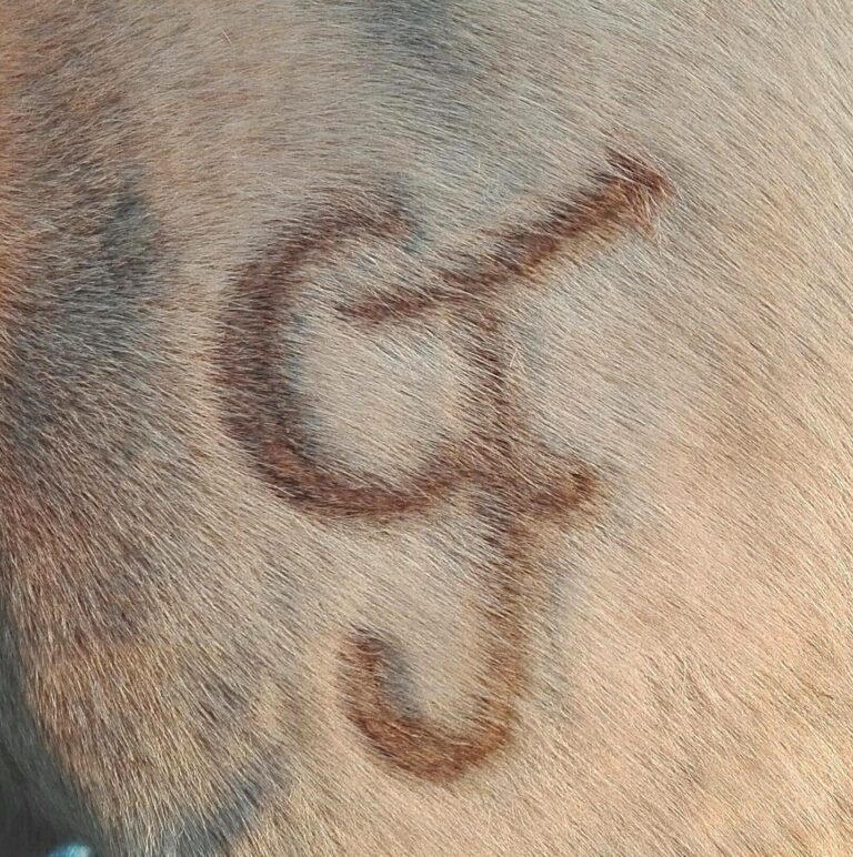 ptit ranch logo 768x772