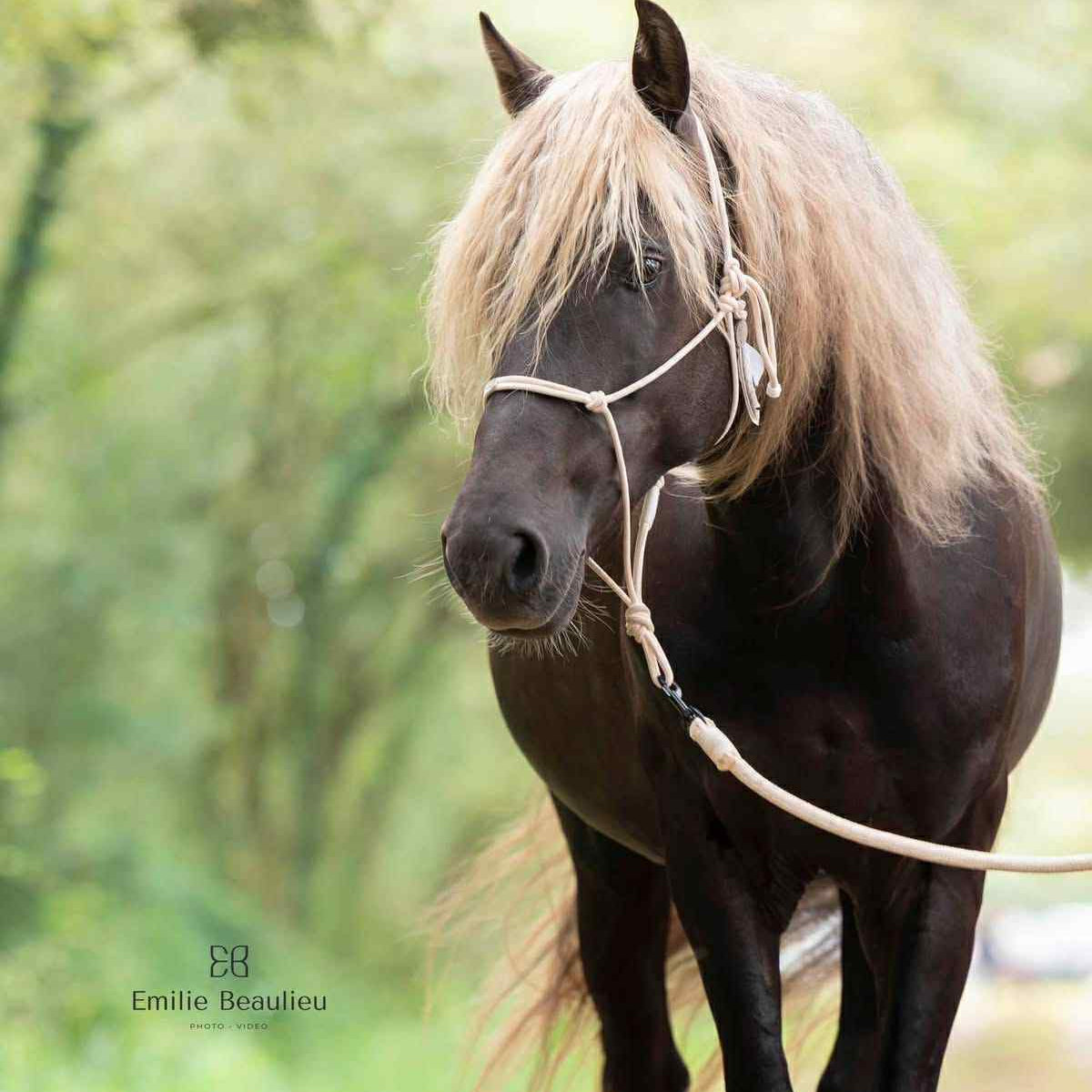 Morgan Cheval Le Morgan Horse - FRANCE WESTERN