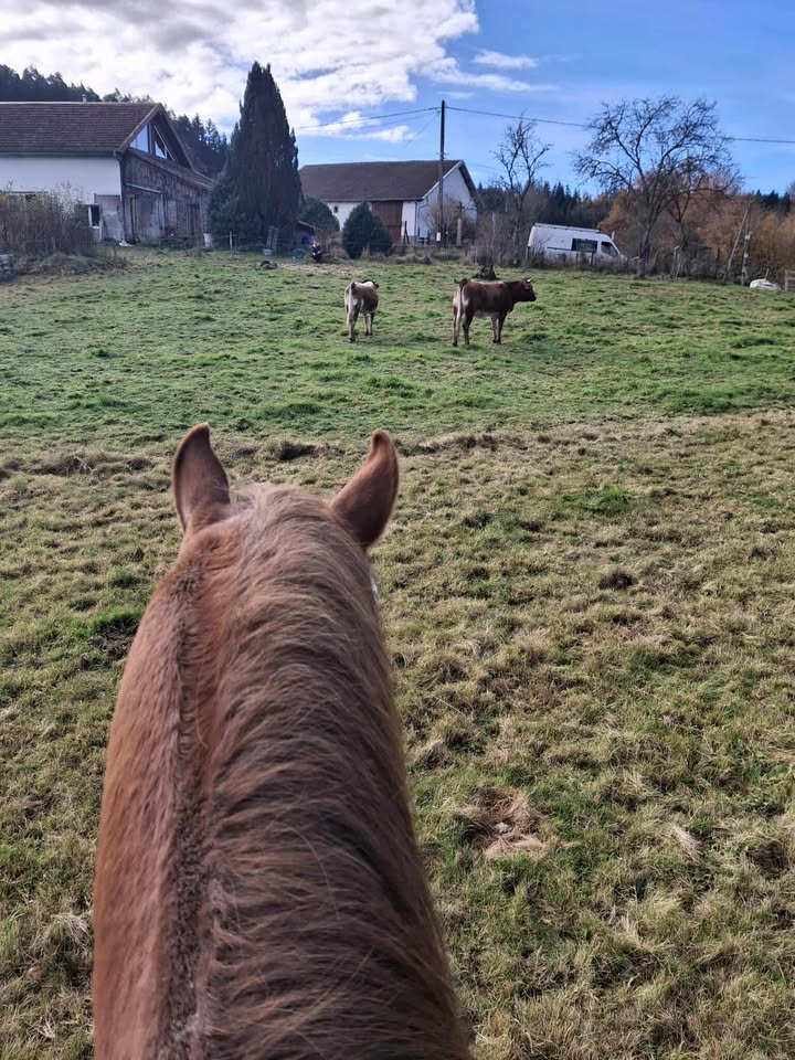 image 1528132418886055