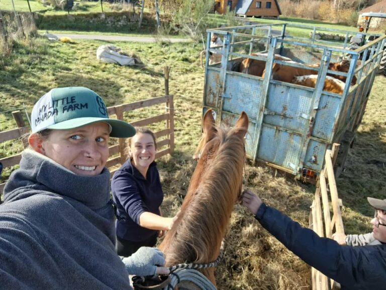 image 797243182707263 768x576