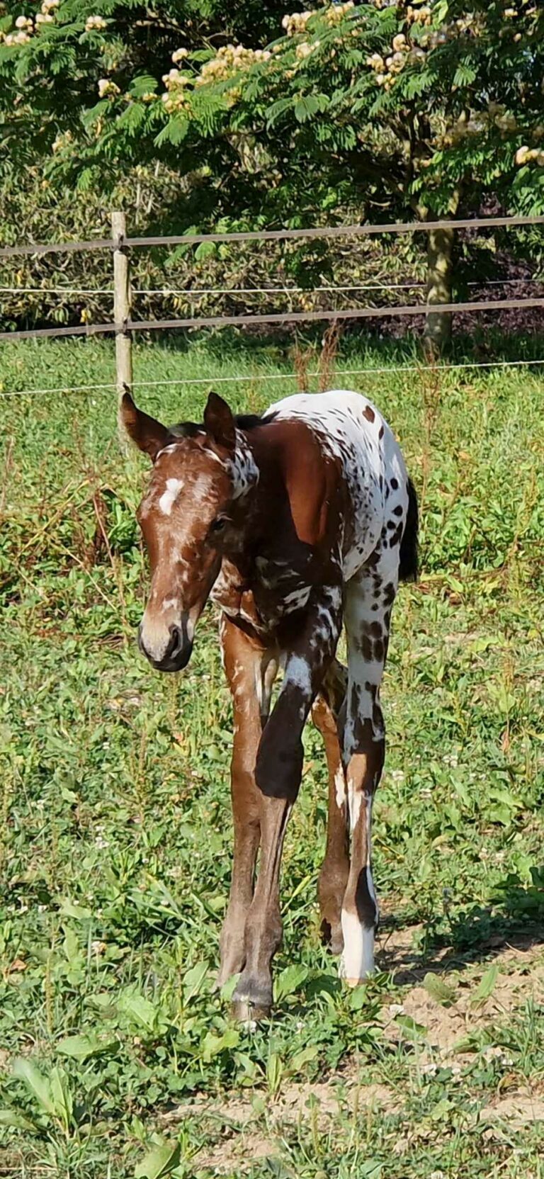 453427298 473022795480384 7112518360693840879 n 768x1664