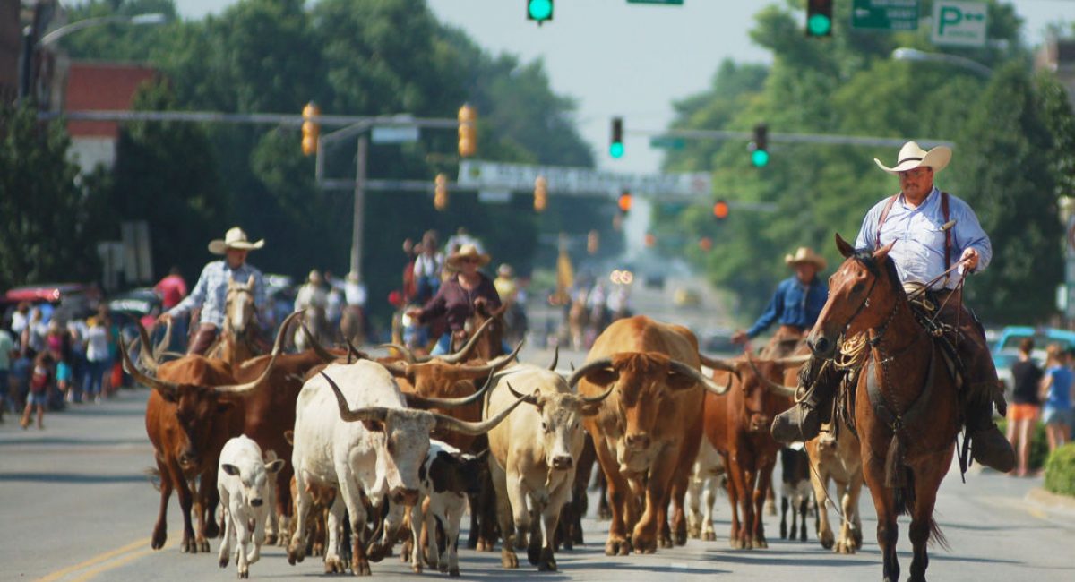 cattle_drive